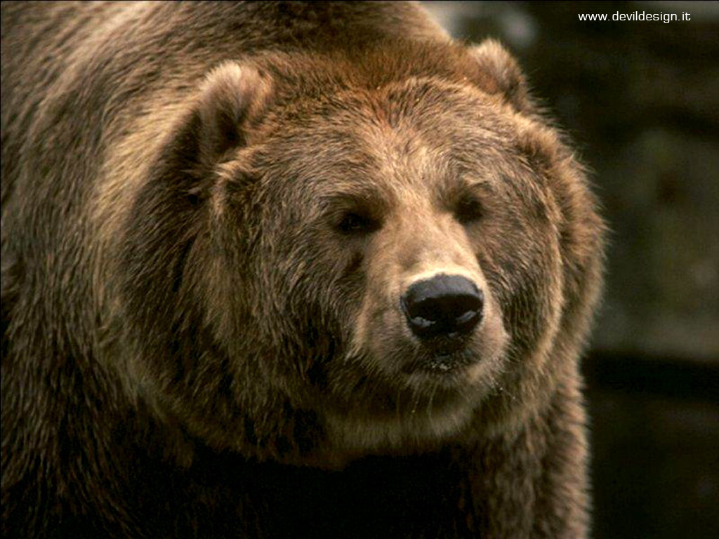 Orso1 copia